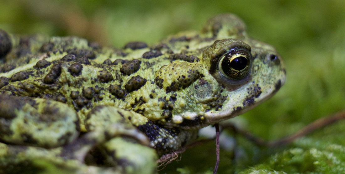 A close up view of a green toad with raised black spots on its back