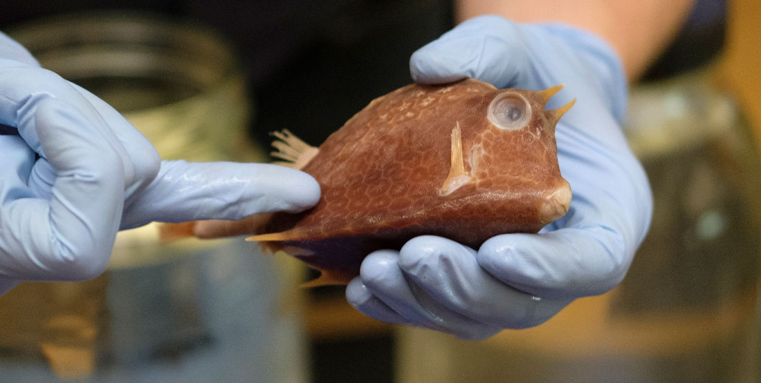 a small preserved fish being held by gloved hands