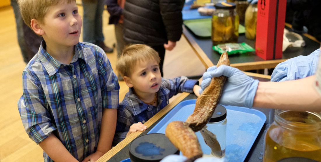 two young boys looks closely at a preserved fish specimen being held by a staff member wearing gloves