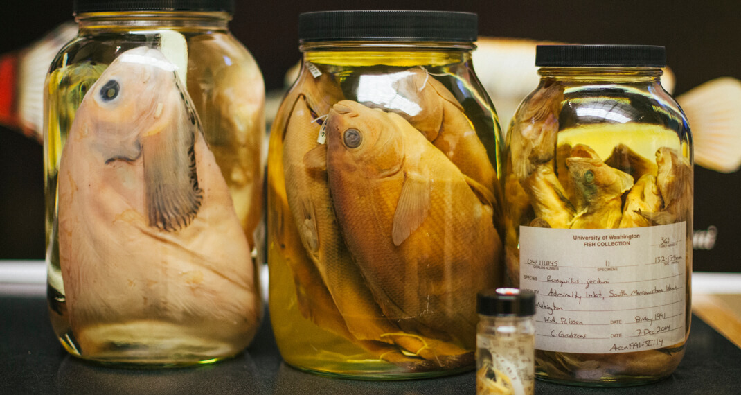 three glass jars filled with preserved fish specimens