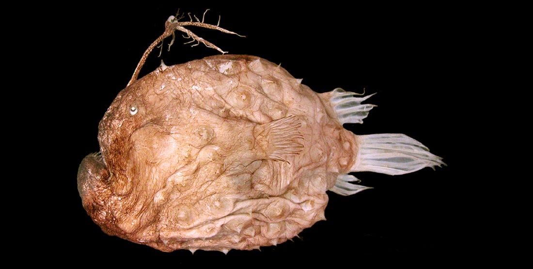 a preserved anglerfish specimen