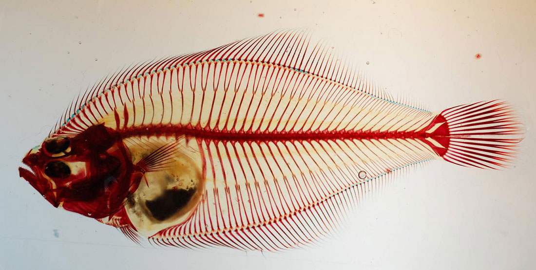 A stained flatfish specimen