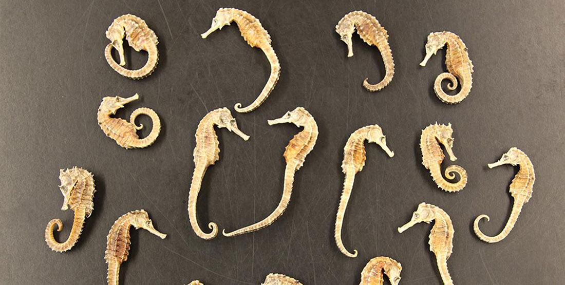 Dried seahorse specimens.