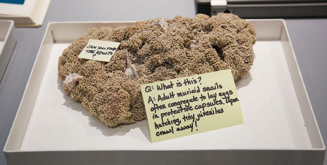 Large group of rock snailes in a capsule with post-it note explaining what it is