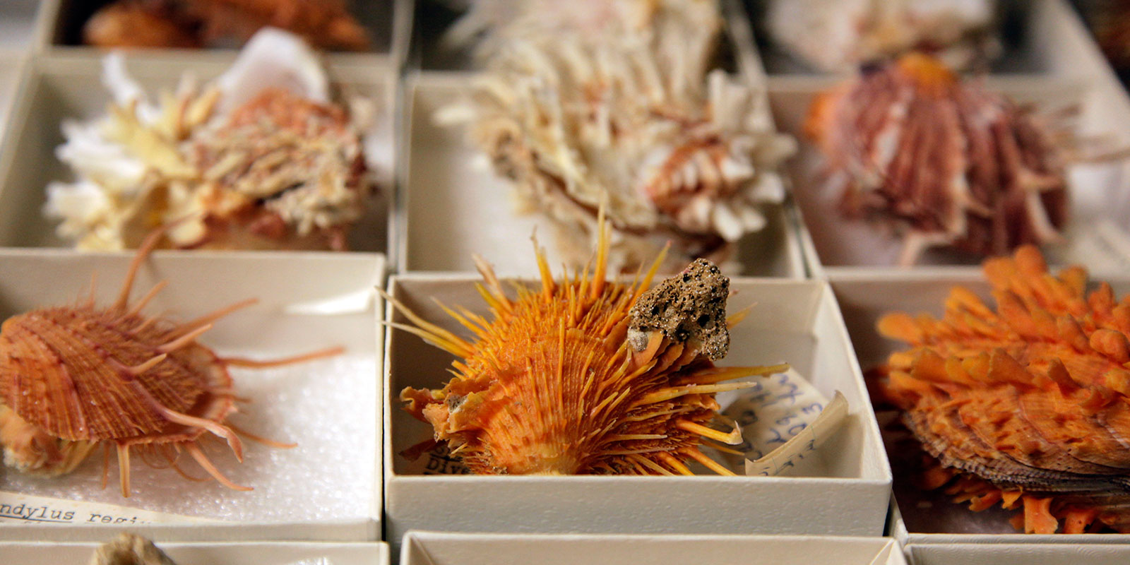 Orange and white carrier shells in the mollusc collection