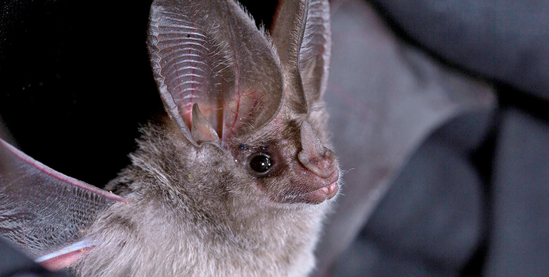 A small furry bat with very large ears