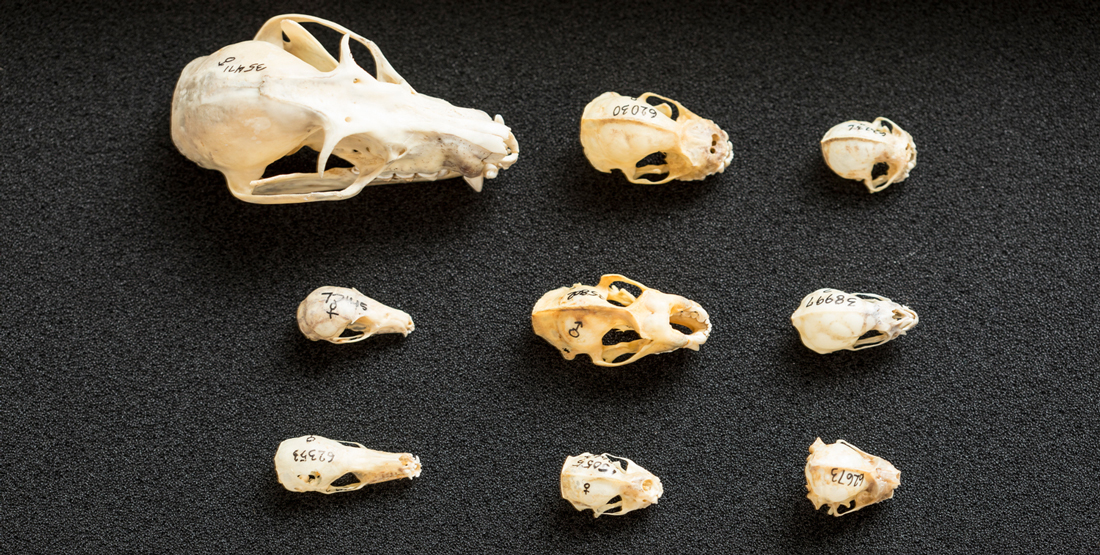 9 bat skulls lined up in rows to compare size, anatomy