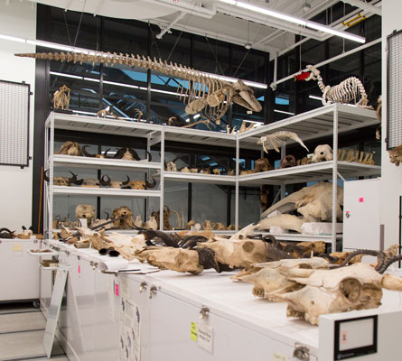 wide shot of the mammalogy collections share showing shelves of mounted and some stuffed mammals