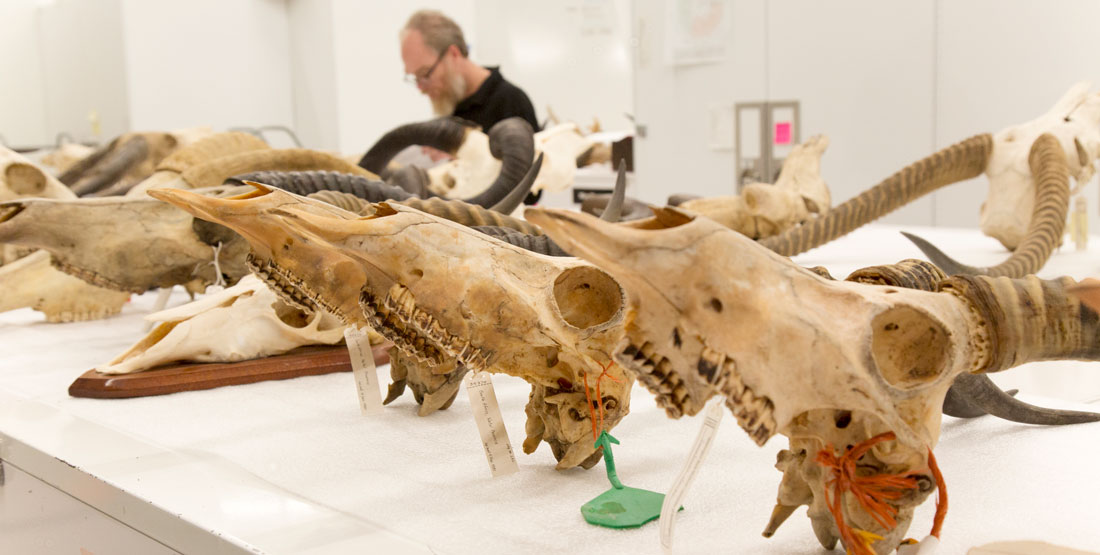 a row of large mammal skulls with a man working in the background