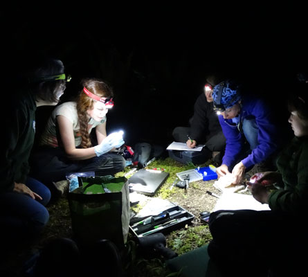 a group of women use head lamps while collecting data on bats in the field