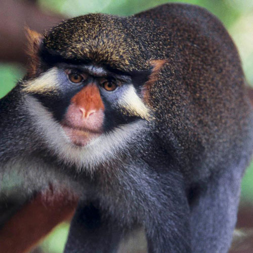 a monkey with a brightly-colored face and nose