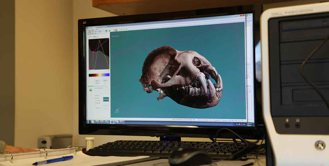 A 3D scan of a bat skull on a computer monitor