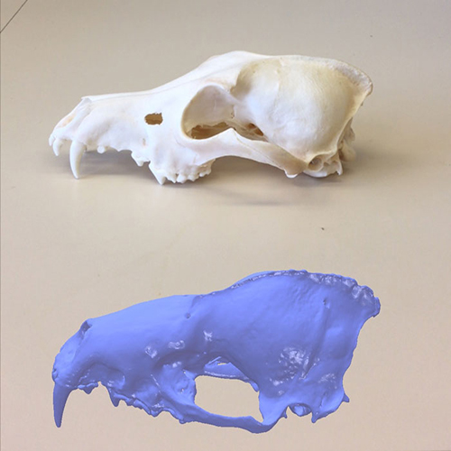 A comparison of a virtual bat skull scan next to the actual bat skull that was used to create the scan