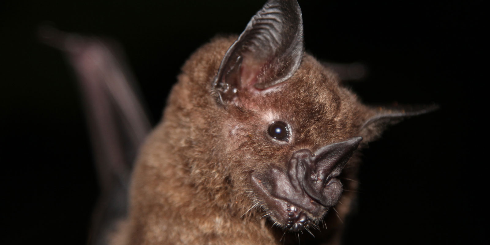 A close up view of the greater spear-nosed bat