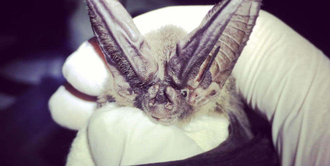 A close up view of a bat with pointy ears being held in a hand