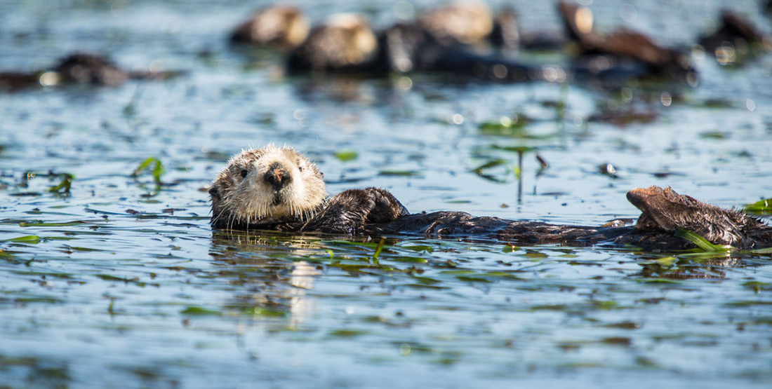 A sea otter on its back floating in the water