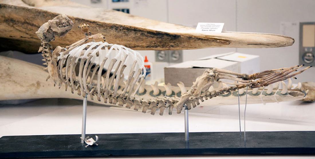 An articulated sea otter skeleton on display