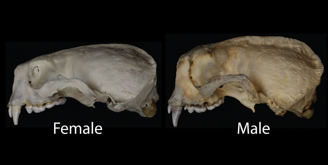 A comparison of the male and female sea otter jaw