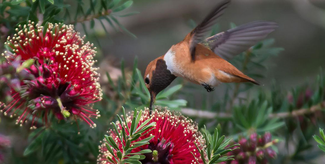 rufous hummingbird pollinating a red flowering plant
