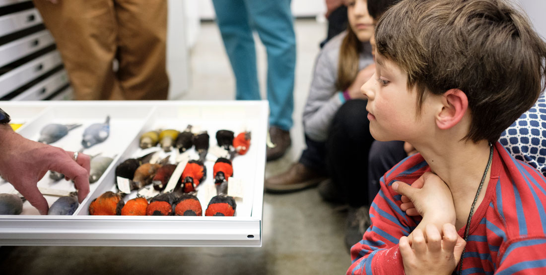 a young boy peers into an open drawer filled with bird specimens