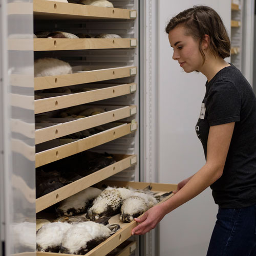 a woman closes a drawer in the bird collection
