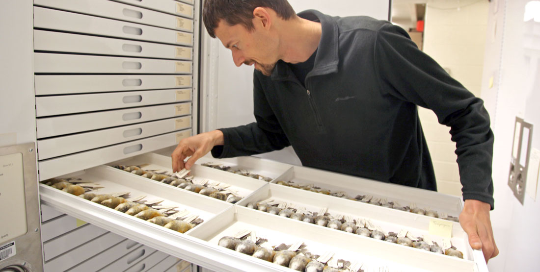 a man leans in as he opens a drawer of birds specimens in the collection