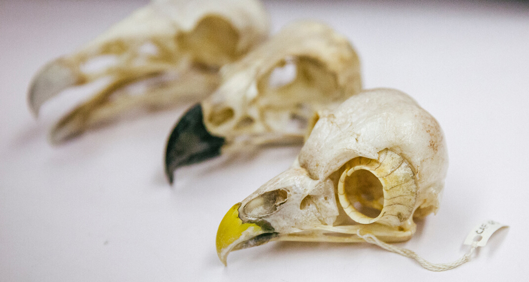 three cleaned bird skulls