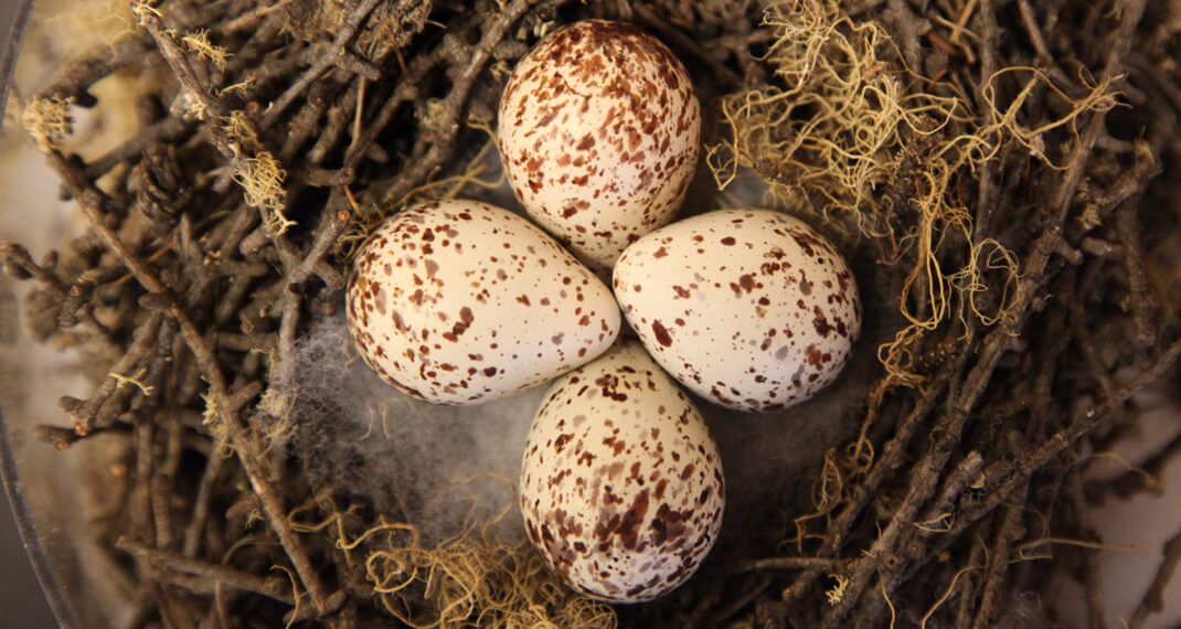 four speckled bird eggs sitting in a nest