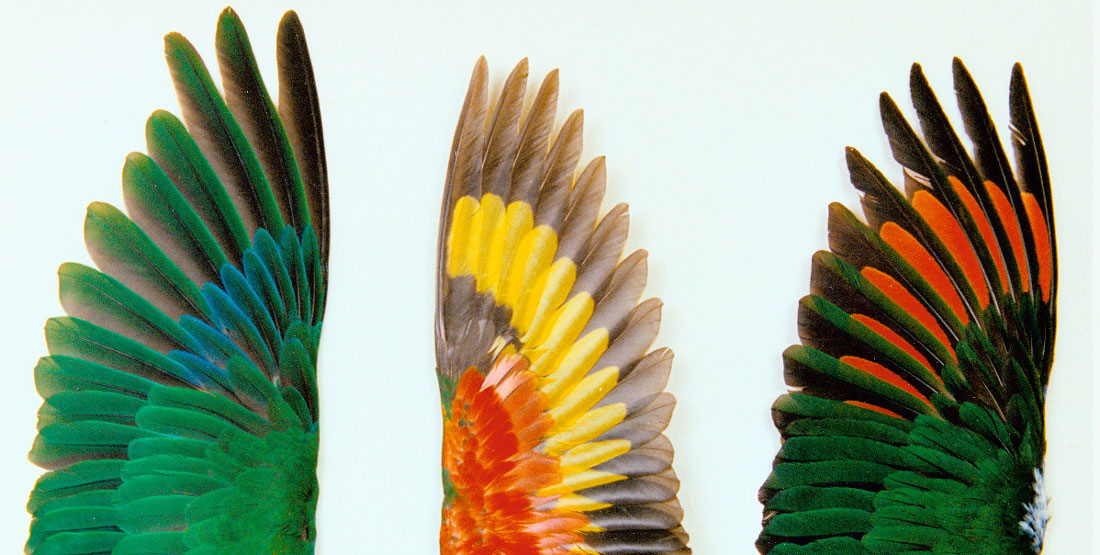 three spread parrot wings