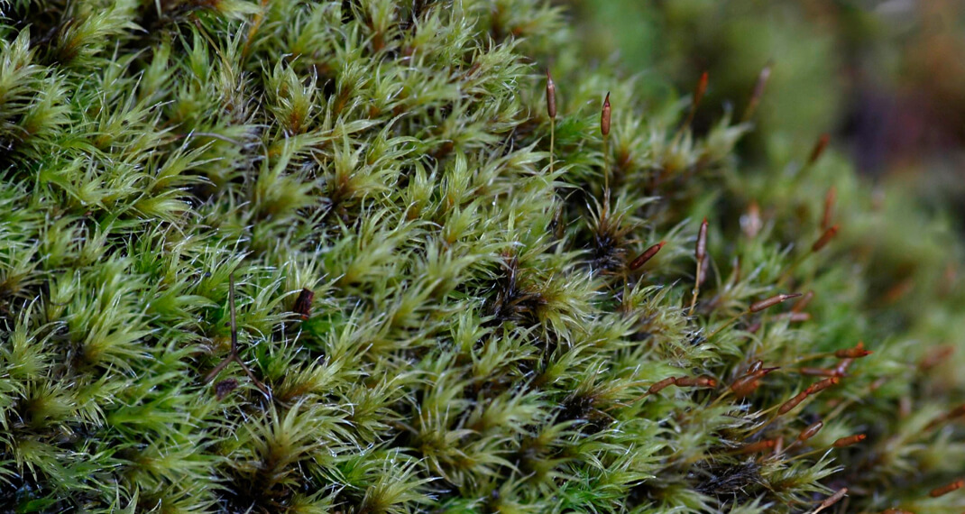 Green bryophytes growing in the wild