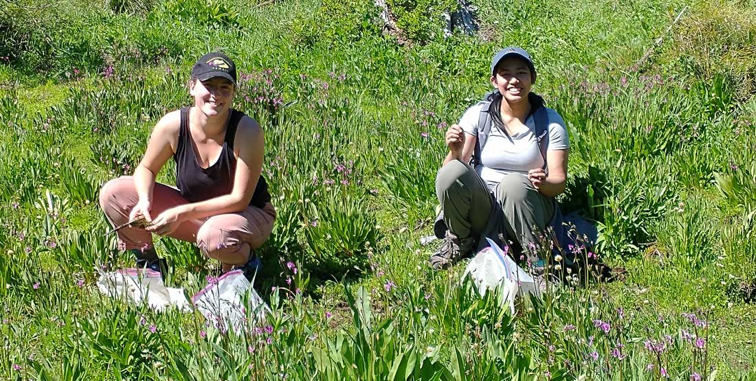 University of Washington undergraduates collecting in wet meadow during the 2021 Foray