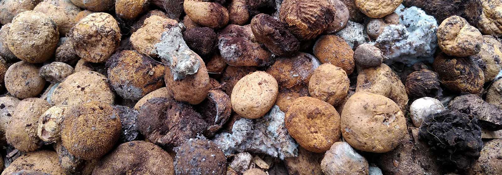 A close-up view of the Elaphomyces truffle mushrooms Emelia found