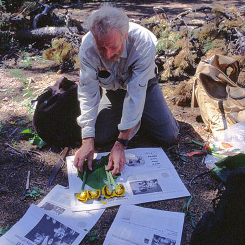 a man places flowering plants between sheets of newspaper to dry