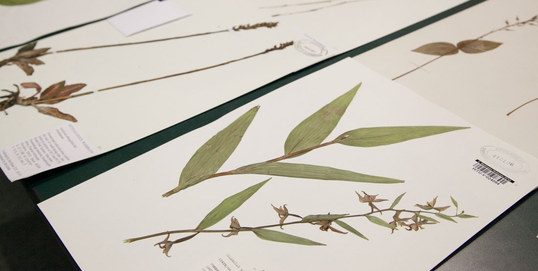 pressed plants on sheets of paper to be added to the collection