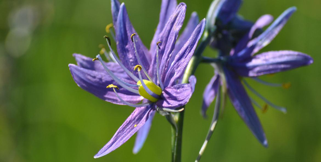 A close up view of a purple blooming camas flower