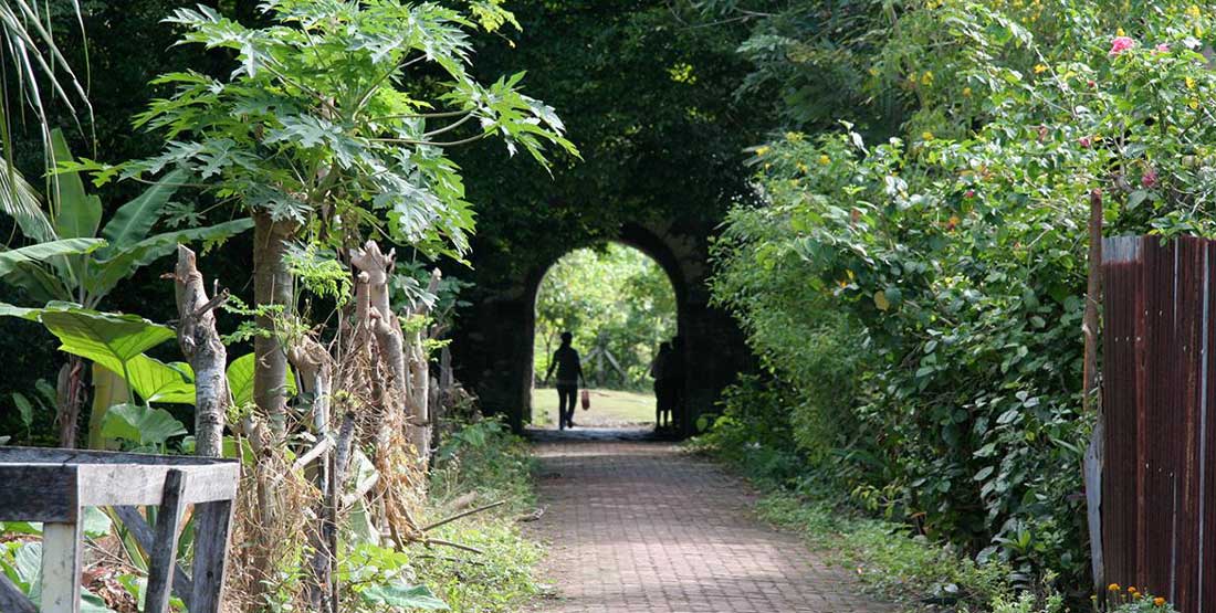 A tunneled walkway surrounded by lush vegetation