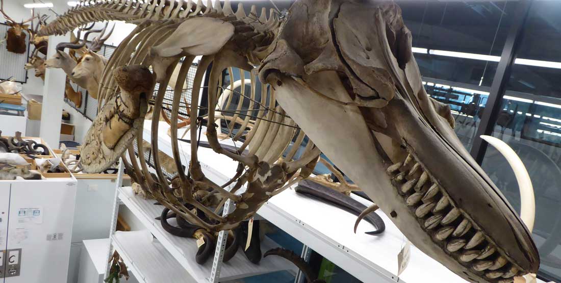 orca skeleton in burke mammalogy collection space