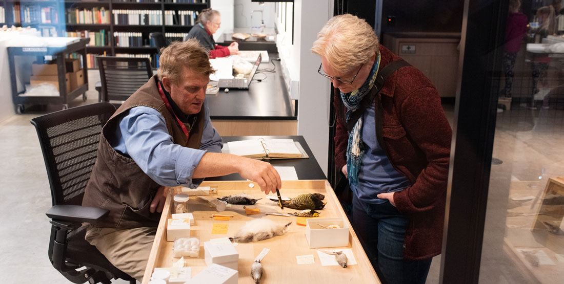 a staff member works on bird specimens and talks to a visitor at the door of the collection workroom