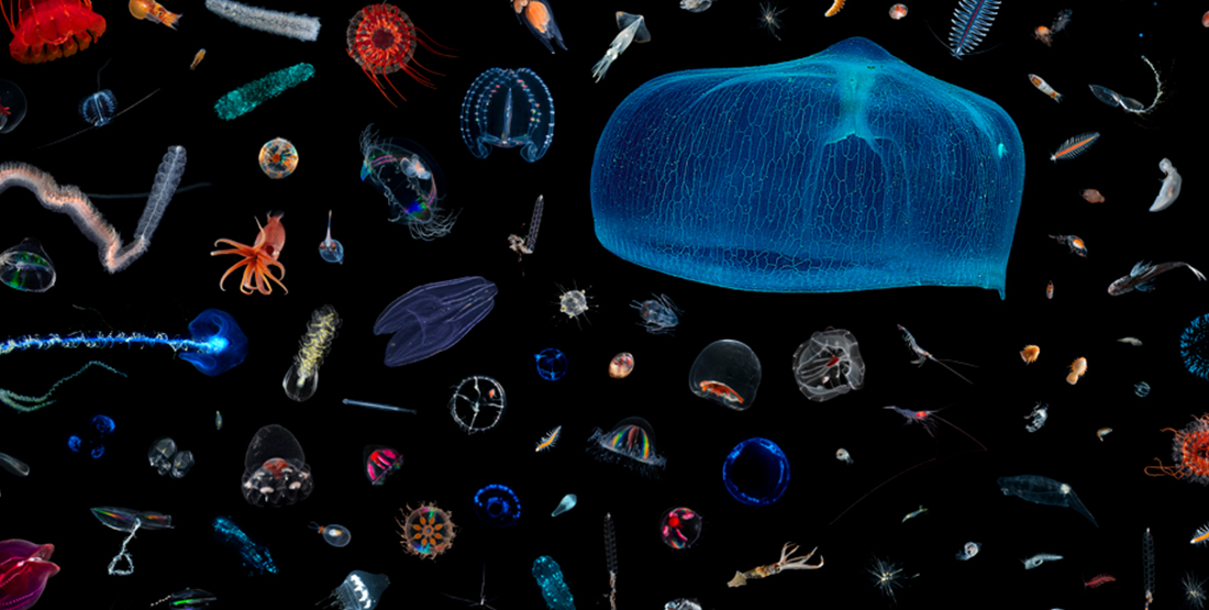 an assortment of jellfish and shrimp on a black background