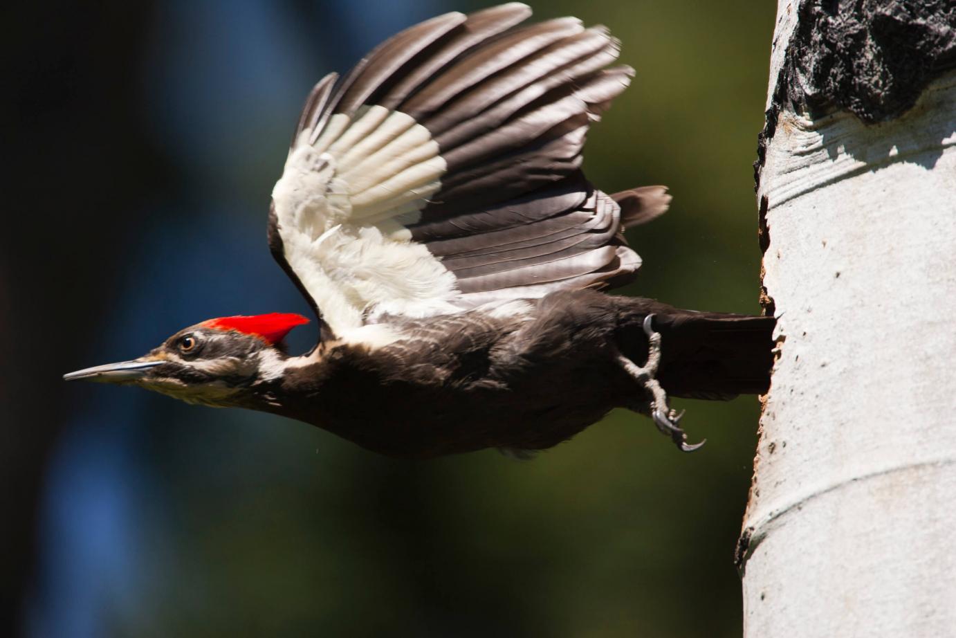 a woodpecker takes off in flight