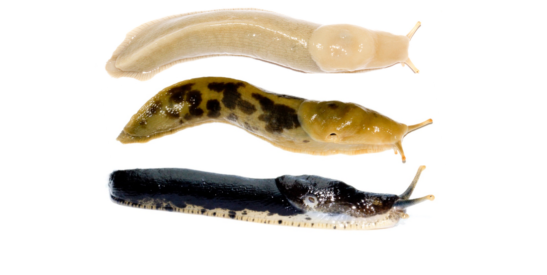 Three slugs stacked are vertically arrayed facing to the right. The top slug is beige and partially translucent. The middle slug is yellow with brown splotches along its back. The bottom slug is dark bluish black across its entire back with a cream colored bottom. 