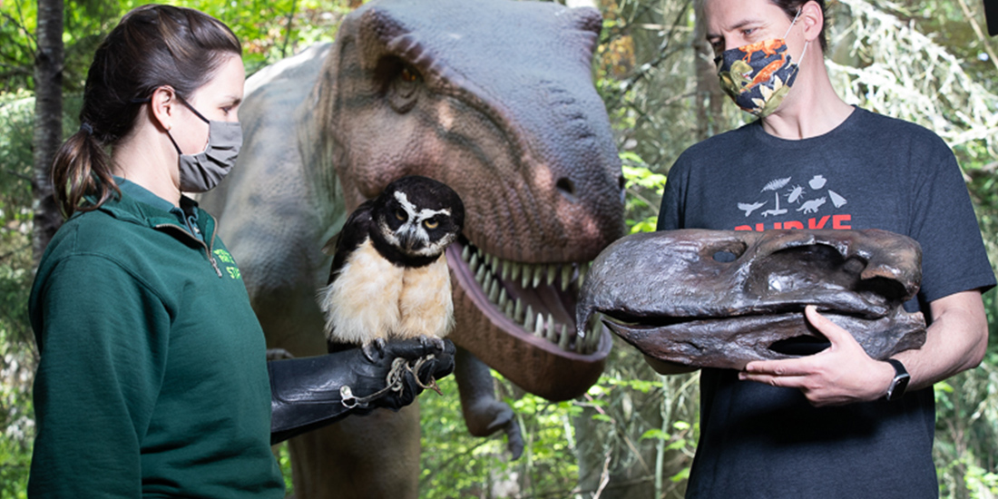 A woman holding an owl and a man holding a terror bird skull in front of a lifelike recreation of t. rex