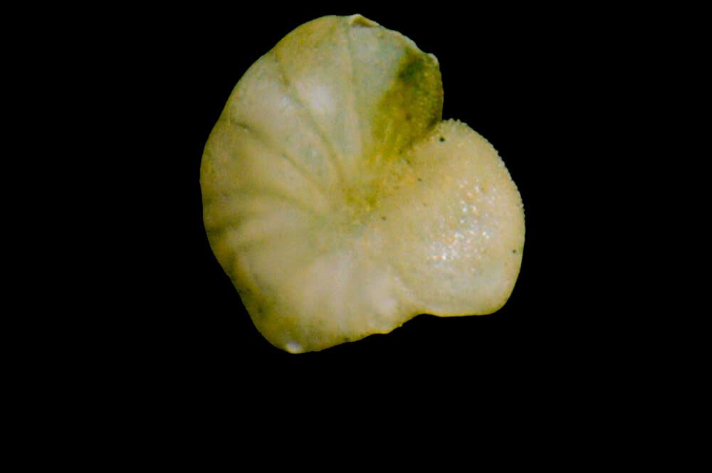slightly deformed microscopic shell