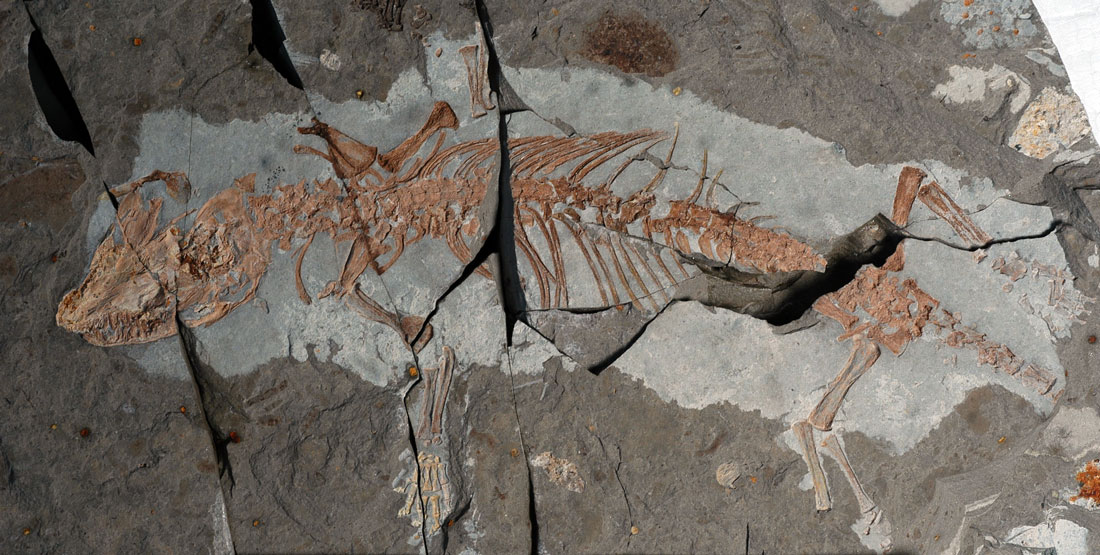 fossilized early mammal in rock