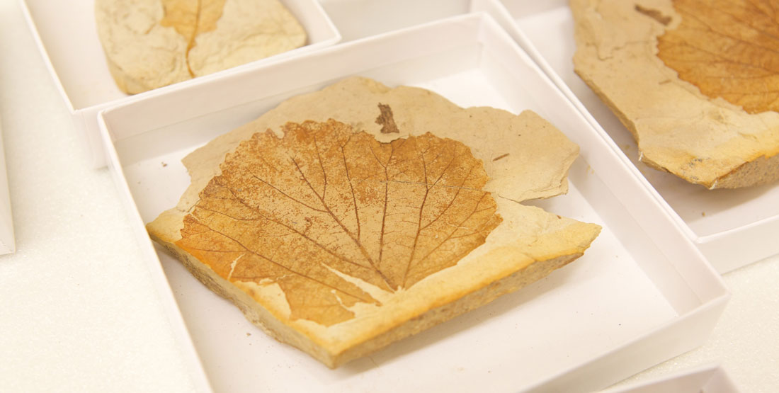 fossil leaf specimens in the collection drawer