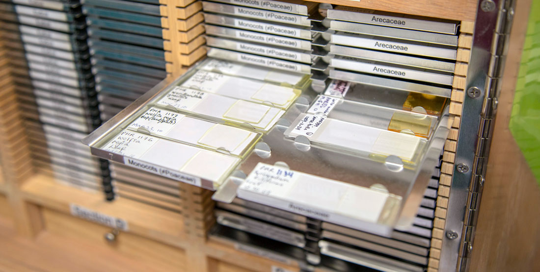 a filing system with small drawers of sample slides containing phytoliths