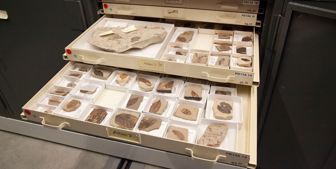 an open drawer in the collection with lots of fossil plant samples