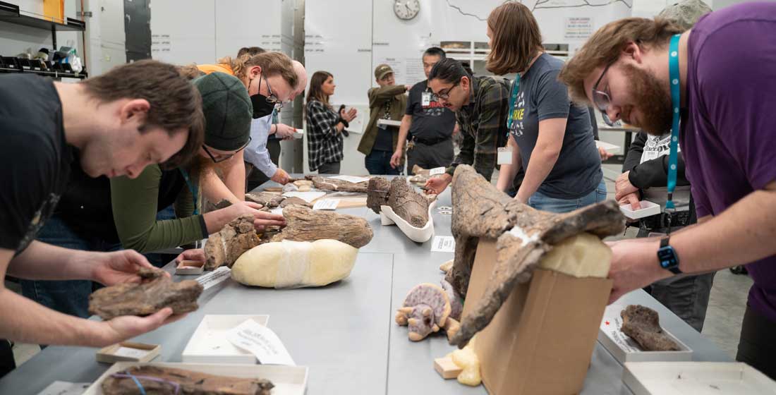 paleontologists work together to assemble a triceratops skull