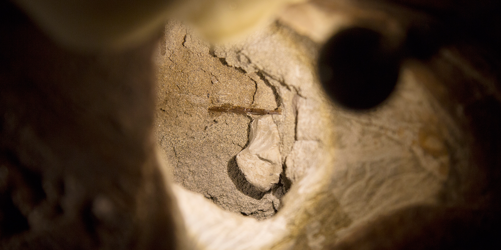 A closeup of a small, fragile bone within the T. rex skull