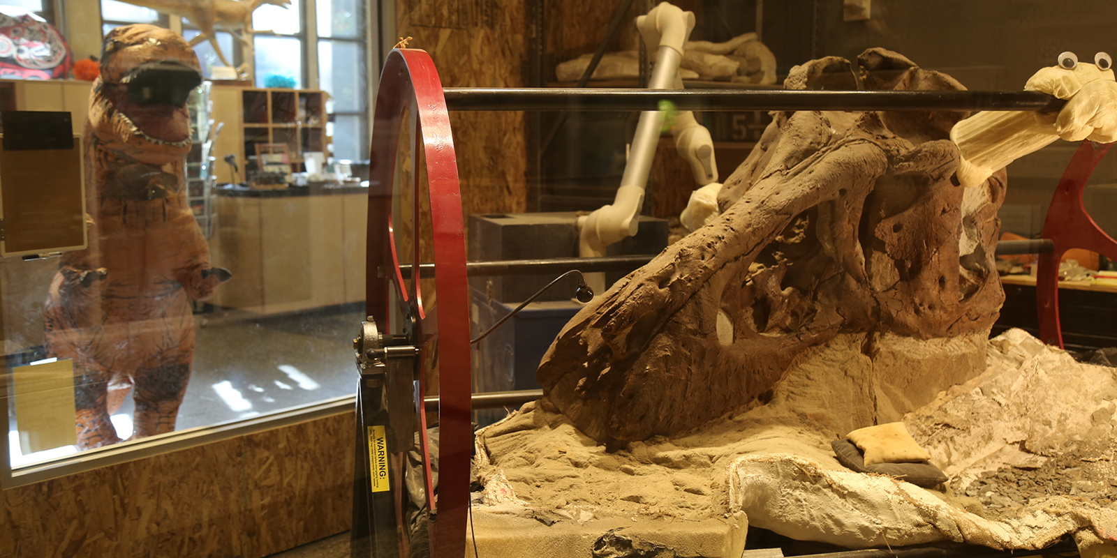The T. rex skull in the foreground with a person dressed in an inflatable T. rex costume in the background